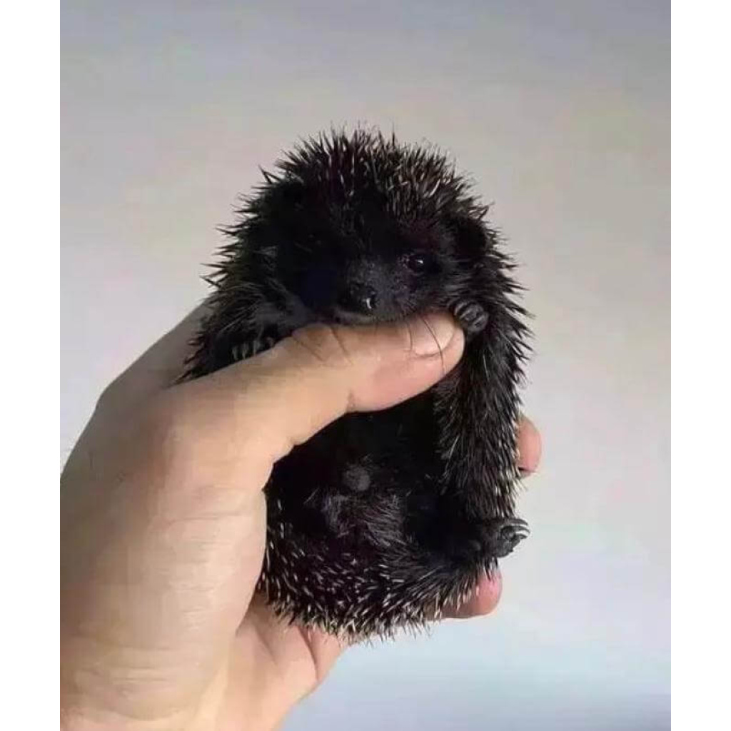 Craters_01_A_Hadgehog